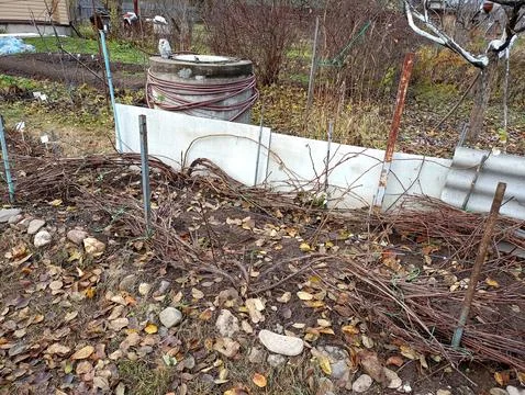Grape vines pressed to the ground for wintering against the background of a.. Stock Photos