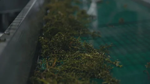 Grape Vines Processed For Wine Production Advance On Automated Conveyor Stock Footage 252496820