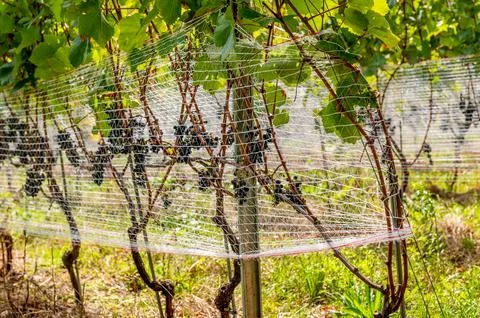 Grape vines Protected by Nets in Vineyard. Agriculture Crop Protection. Photos