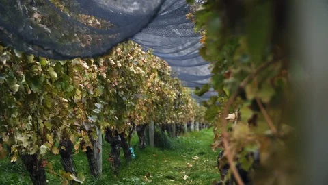 Grape vines protected by overhead netting on sunny day Stock Footage 90365068
