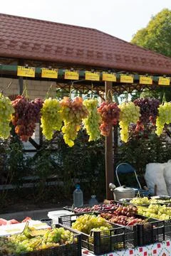 Grape vines. Red grape varieties with name tags on top. Wine Day in Moldova Stock Photos