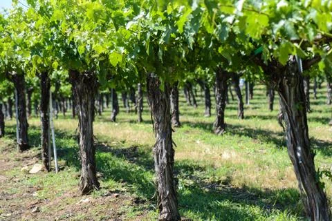 Grape vines in a row Stock Photos