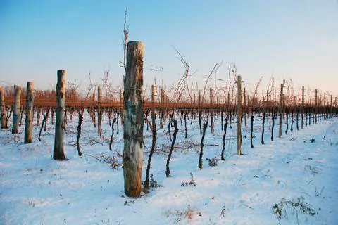 Grape Vines in Snow Stock Photos