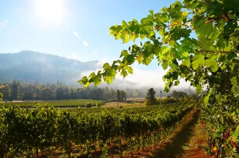Grape vines in sun 2 Stock Photos