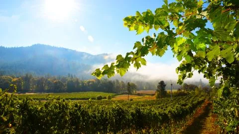 Grape vines in sun Stock Photos