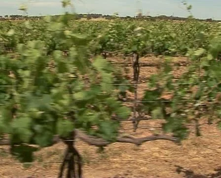 Grape vines tracking shot, NSW Australia Stock-Footage 21533265