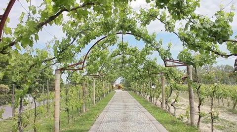 Grape vines twining over arch. Italy. 3 shots in a sequence, pan Stock Footage 46028756