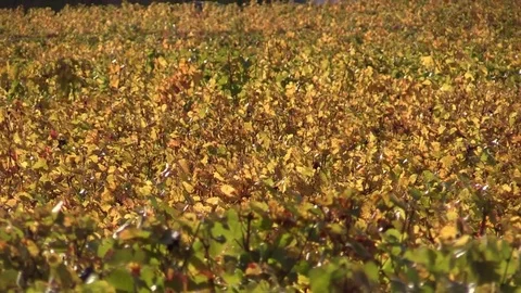 Grape vines under the sun in autumn Stock Footage 83873167