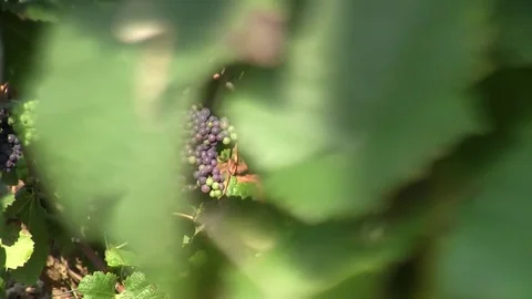 Grape vines under the sun Stock Footage 83871843