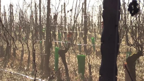 Grape vines under the sun in winter Stock Footage 83873005