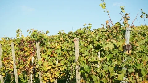 Grape vines on a vineyard in autumn Stock Footage 119386582