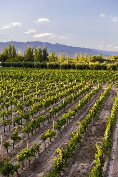 Grape vines in a vineyard at a Bodega (winery) in the Andes Mountains in the Stock Photos