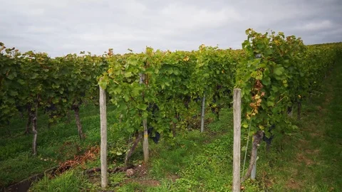 Grape vines on a vineyard Stock Footage 117974536