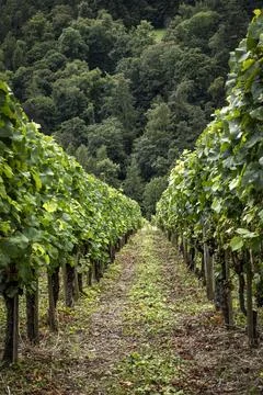 Grape vines in the vineyard Stock Photos