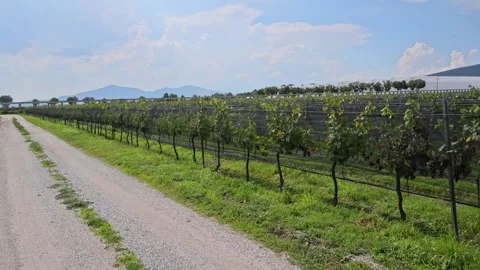 Grape Vines Vineyard Rows Gravel Road Queretaro Wine Country Central Mexico Stock Footage 345439181