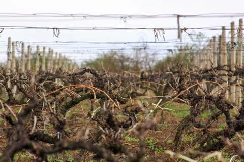 Grape vines in vineyard in spring Stock Photos