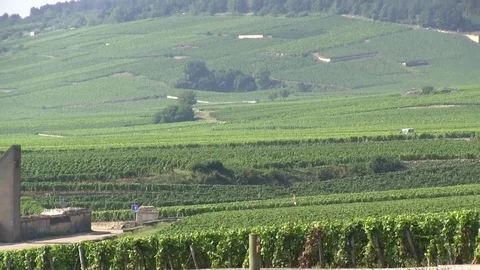 Grape vines in Vougeot Stock Footage 83872012