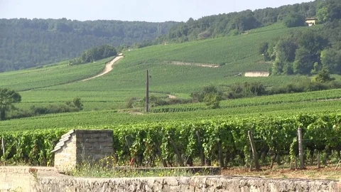 Grape vines in Vougeot Stock Footage 83872081