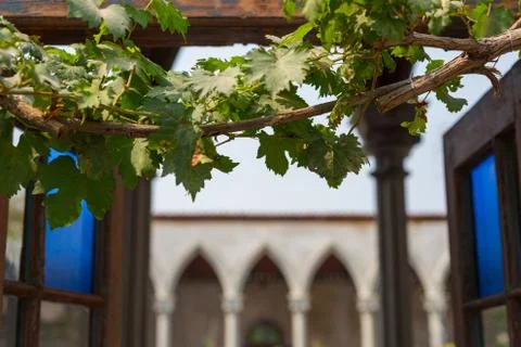 Grape vines windows Stock Photos