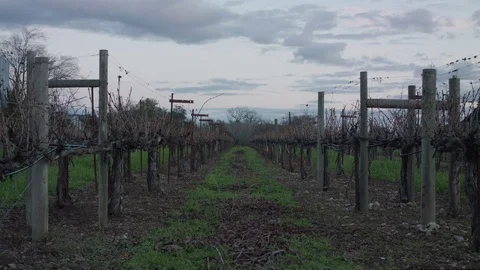 Grape Vines in Winter Stockbeeldmateriaal 85448075