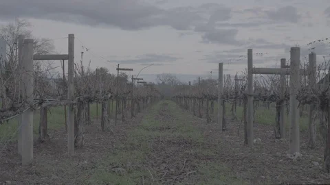 Grape Vines in Winter - Log 스톡 동영상 85443622
