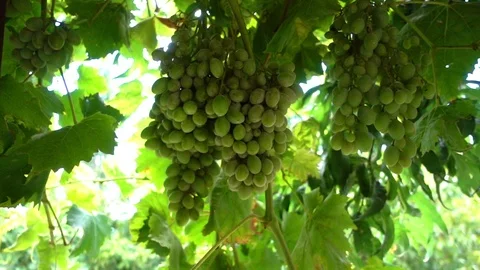 Grape in Vineyard Field Stock Footage 93761715