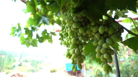 Grape in Vineyard Field Stock Footage 93761779