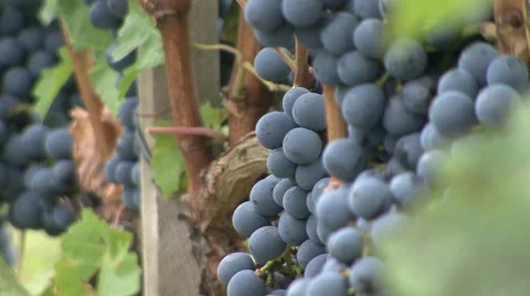 Grape Vineyard focus second plan Cabernet Sauvignon Stock Footage 42879943