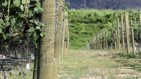 Grape vineyard Stock Footage 25066557