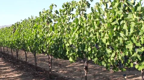 Grape vineyard Stock-Footage 42090295