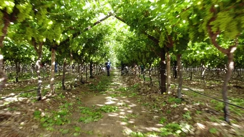 Grape vineyard Stock Footage 252372434