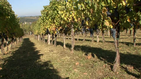 Grape vineyard on a hillside Stock-Footage 35626601