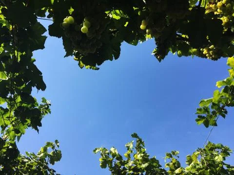 Grape Vineyard look up view Stock Photos