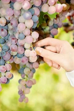 Grape in a vineyard Stock Photos