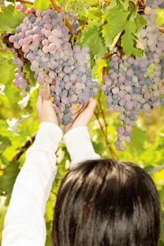 Grape in a vineyard Stock Photos