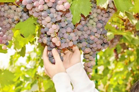 Grape in a vineyard Stock Photos