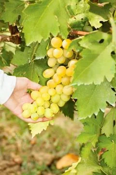 Grape in a vineyard Stock Photos