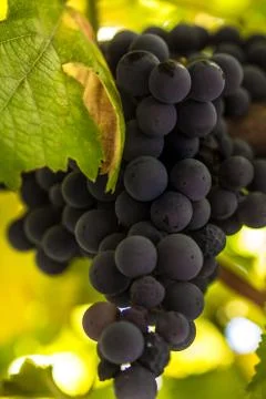 Grape in vineyard Stock Photos