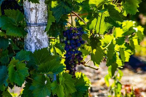 Grape in vineyard Stock Photos