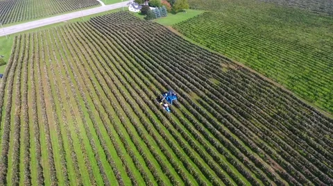 Grape Vineyard Picker Stockbeeldmateriaal 68896604