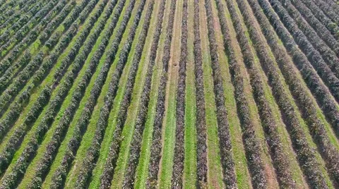 Grape Vineyard Rows Stockbeeldmateriaal 68896649