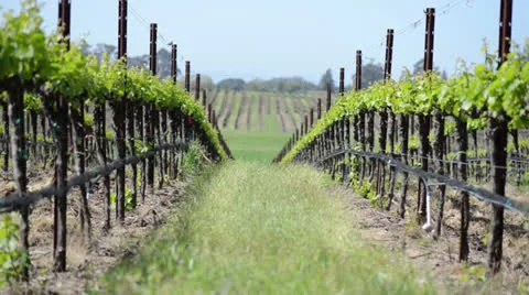 Grape Vineyard in the Spring Blowing in the Wind Stock Footage 22564712