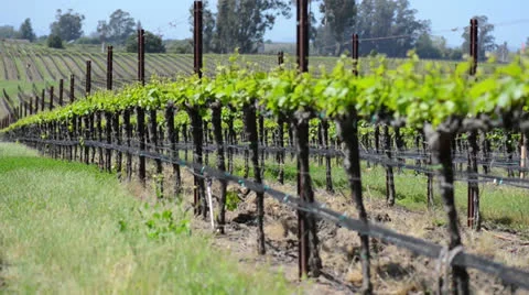 Grape Vineyard in the Spring Stock Footage 27024928