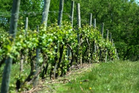 Grape vineyard in springtime Stock Photos