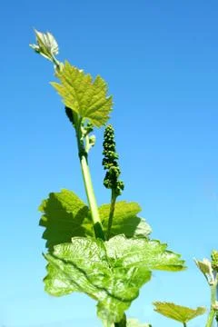 Grape vineyard in springtime Stock-Fotos
