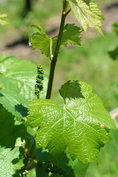 Grape vineyard in springtime Foto stock