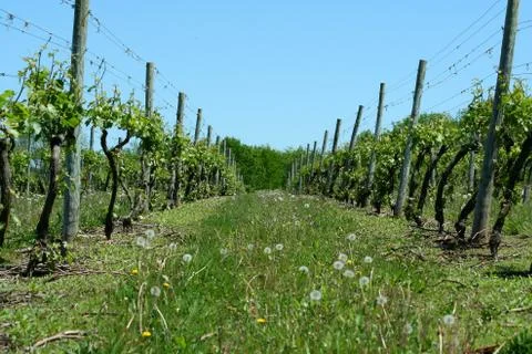 Grape vineyard in springtime Stock Photos