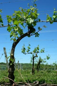 Grape vineyard in springtime Stock-Fotos