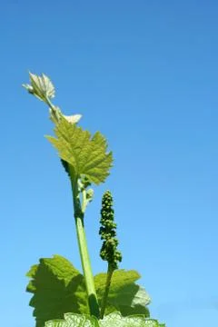 Grape vineyard in springtime Stock Photos