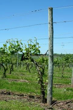 Grape vineyard in springtime Stock Photos